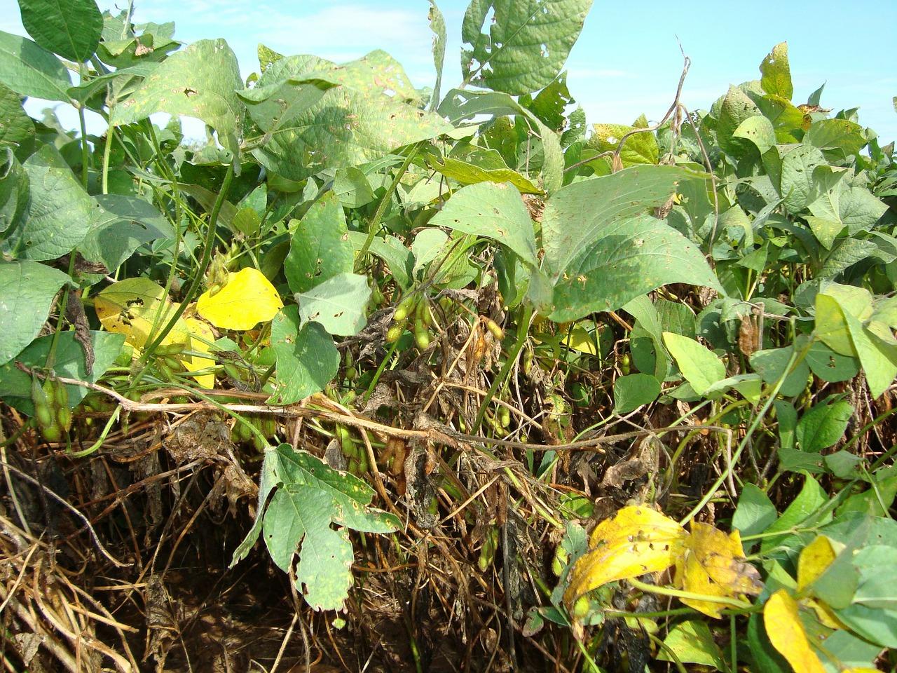 5. 小麦价格对比