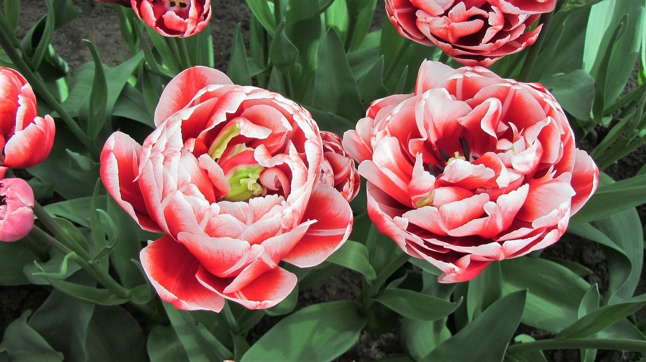 6. 金合欢花的文化