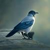 jackdaw