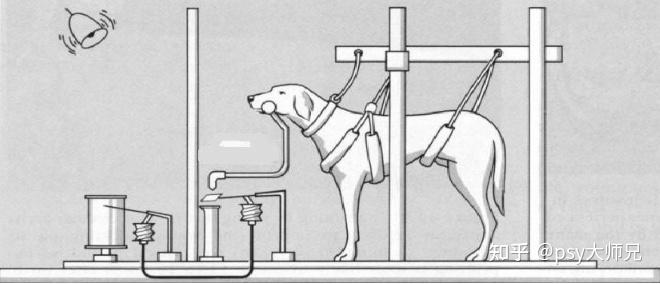 实验流程巴甫洛夫做的最出名的实验,无非就是巴甫洛夫的狗了.