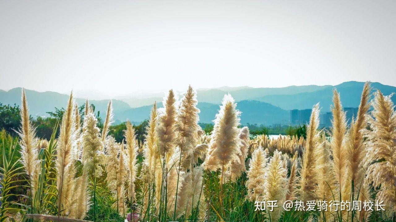 秋天的荻花:昆明草海隧道湿地公园的诗意与画意 - 知乎