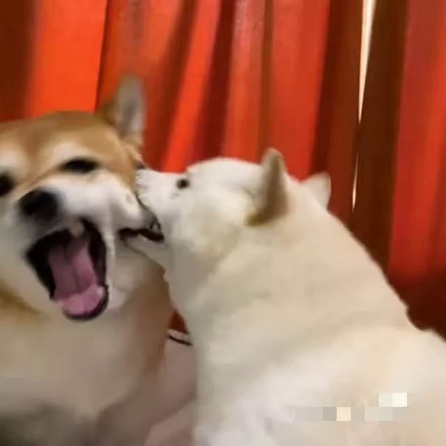 柴犬互相咬脸蛋展示花式吵架网友爆笑咬脸有助于发腮