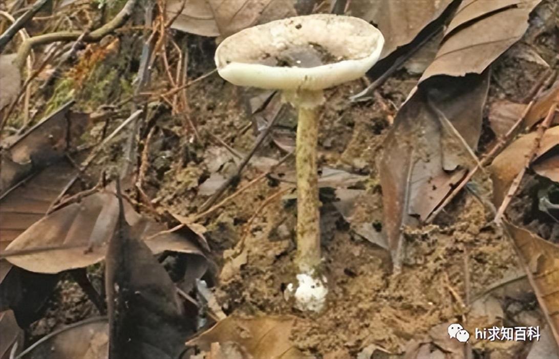 云南三种常见野生毒菌!白毒伞最为致命,堪称野生菌里的银环蛇 - 知乎
