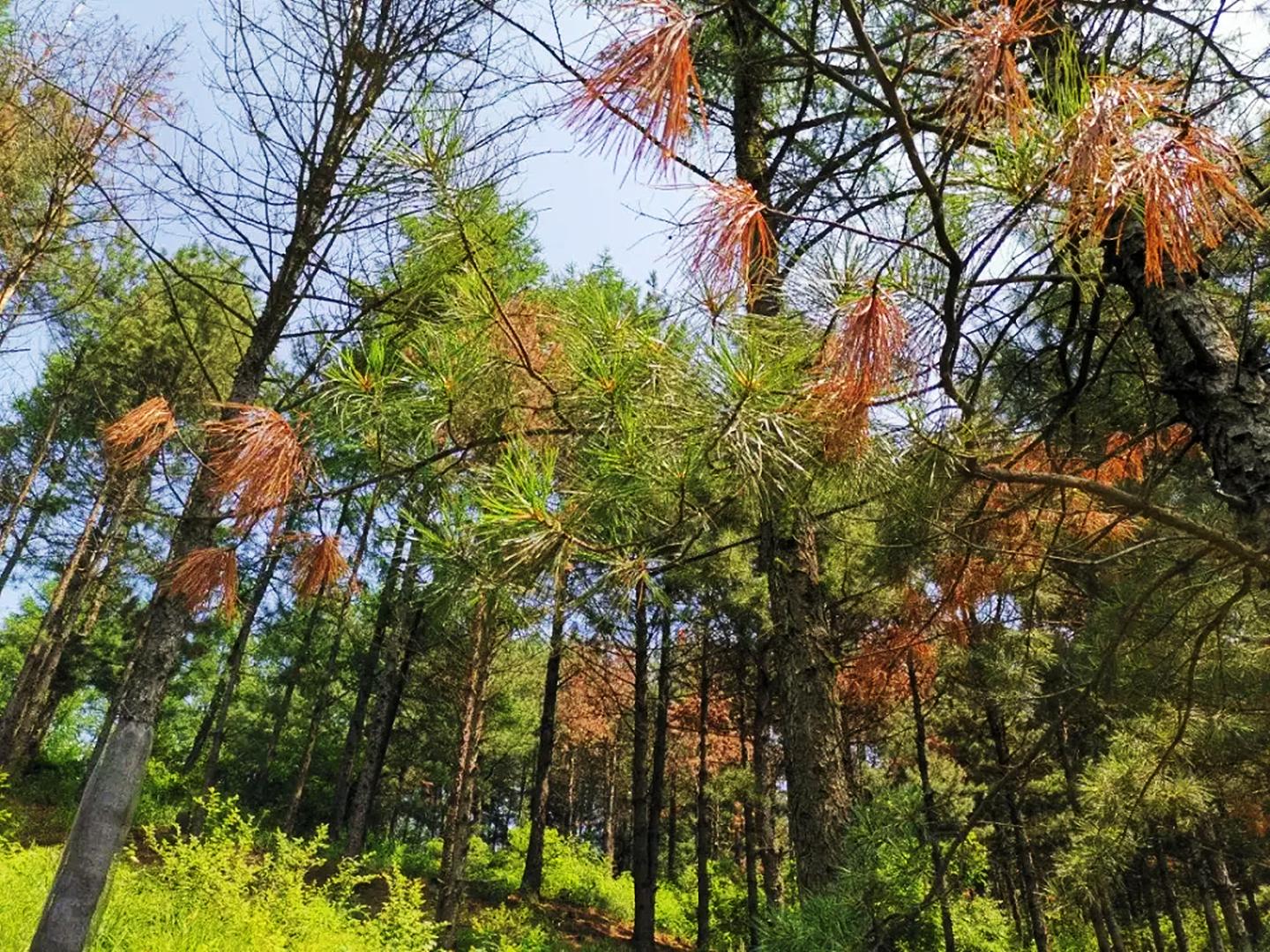 松树变红添美景？“松树癌症”松材线虫病，到底该如何防治？ - 知乎