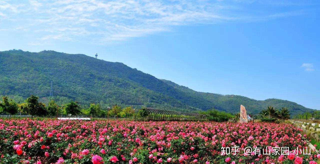 玫瑰花种植基地妙峰山镇里的涧沟村玫瑰谷让人移不开眼看不尽的秀美