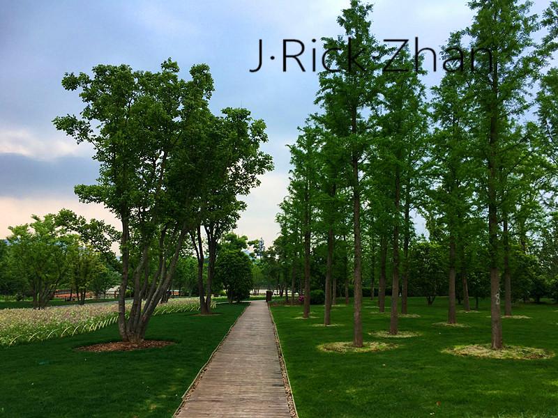 园林造景景观植物的应用乔木的力量