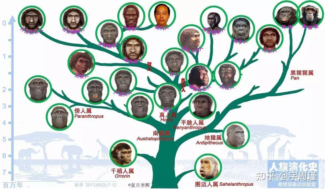 原始人~现代人的进化，与人类颜值呈正比例(民科版~~~) - 知乎