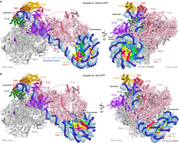 Nat Struct Mol Biol︱王海波等揭示+1核小体调控转录起始的分子机制 - 知乎