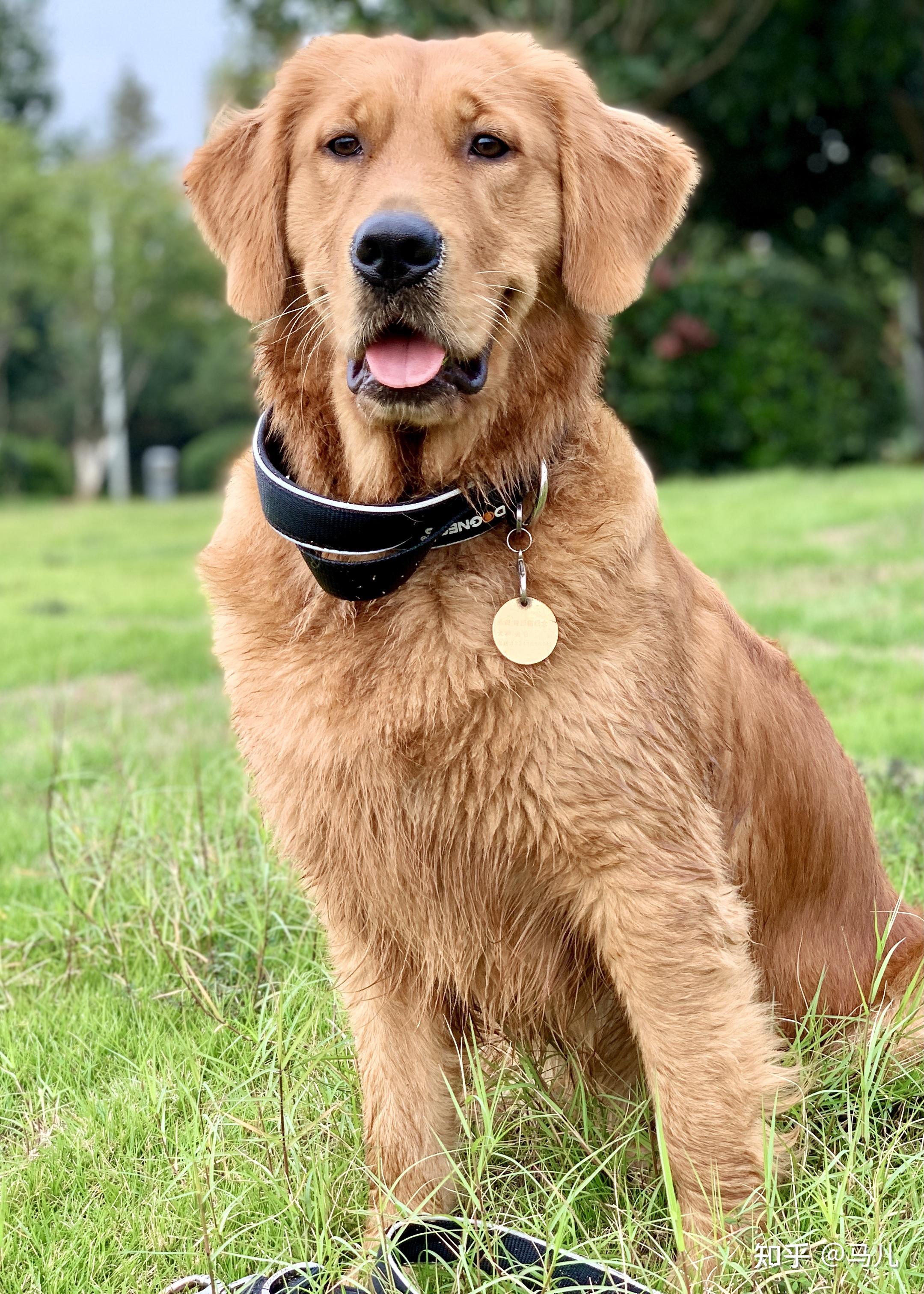 帮我看看我的金毛耳朵为啥这么小