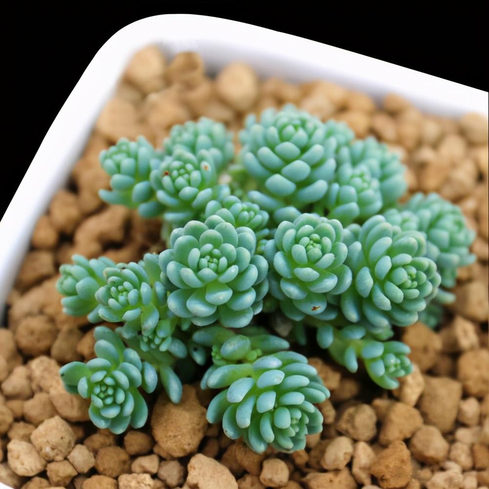 推荐理由:姬星美人株形非常小巧可爱,是迷你型的多肉品种.