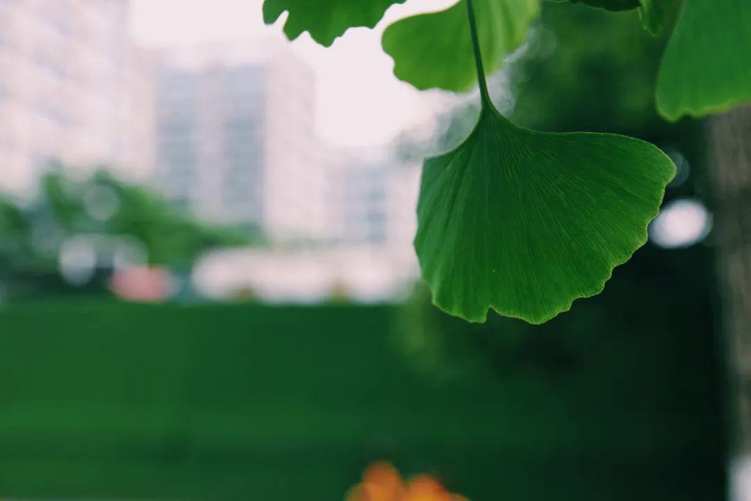 墨绿色的夏天超吸睛的银杏植物印象馆no00015