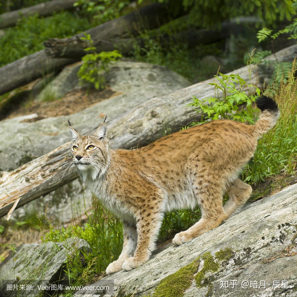 16,欧亚猞猁体态明显是猫,花纹和云豹相似,但是没有云豹那种无辜的大