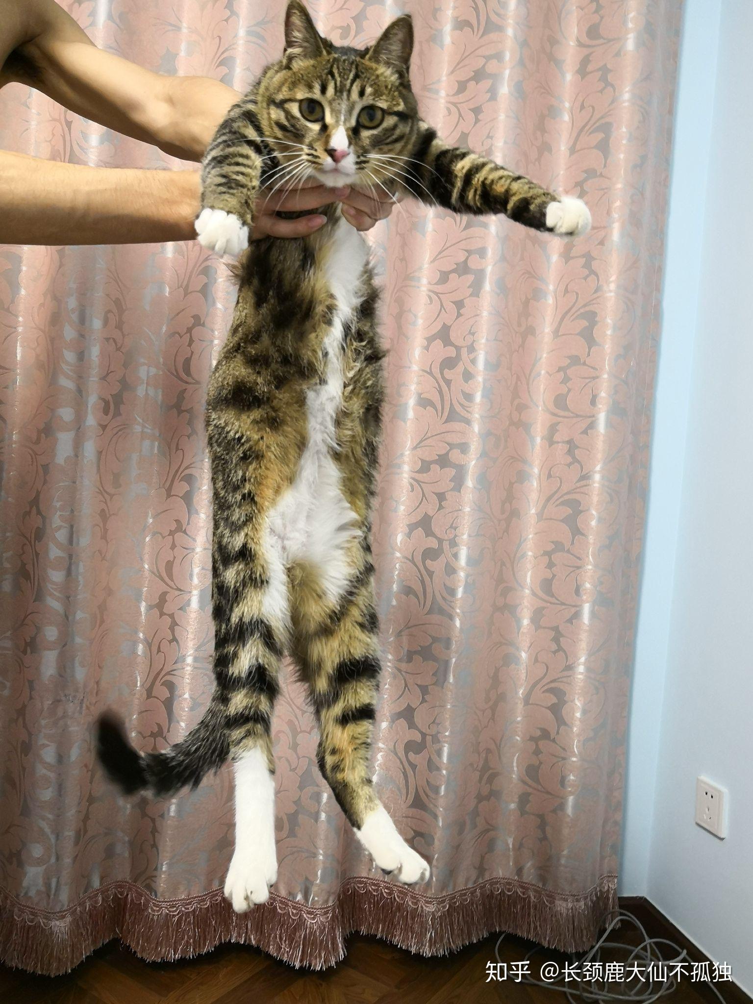 请问猫单吃猫粮,喂营养膏。不给吃罐头与其他