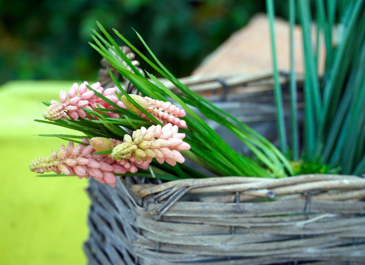 像树干的盆栽都有什么