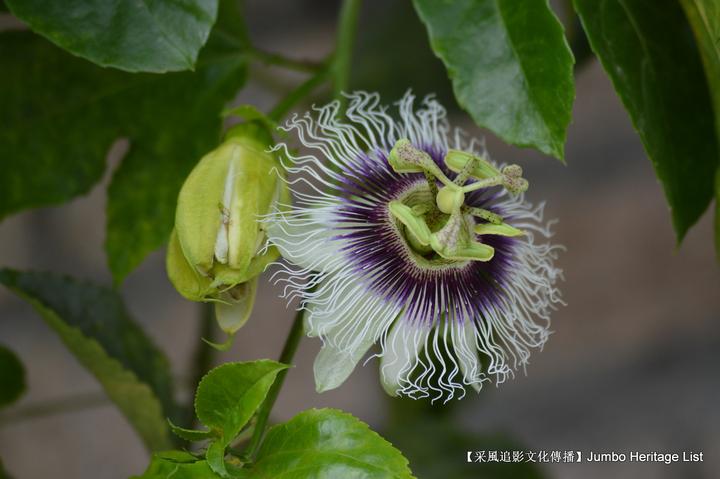 第2124回蚁狮榕小蜂紫胶虫隐头花序青果榕属