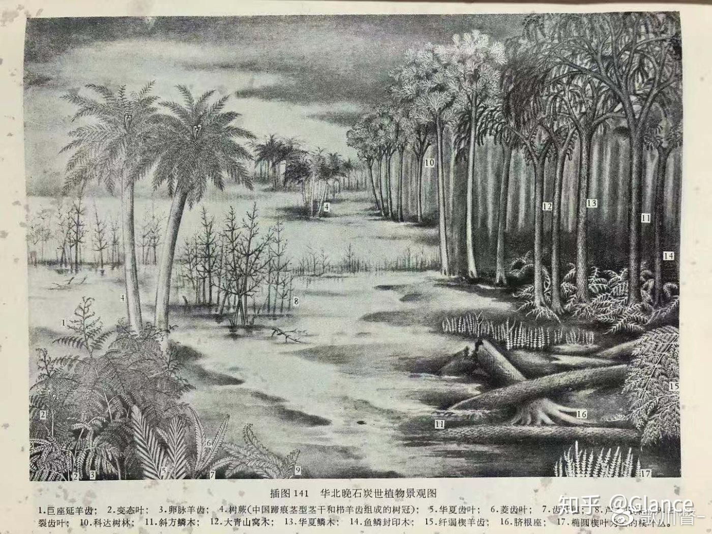 鳞木——古生物中的十八线明星 - 知乎