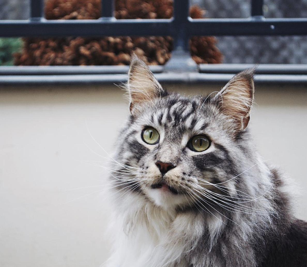 是strong(07▽`)请看我骄傲的小表情(*/ω*)我现在就想化身malo