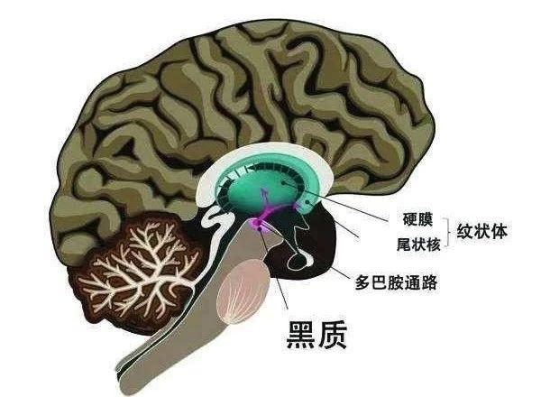 人在路上走屎从天上落动物复仇事件也能很离奇