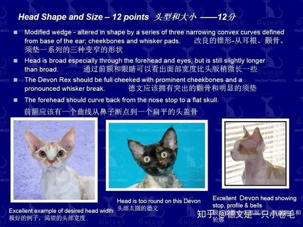 干货科普丨德文卷毛猫花色品相品种介绍 - 知乎