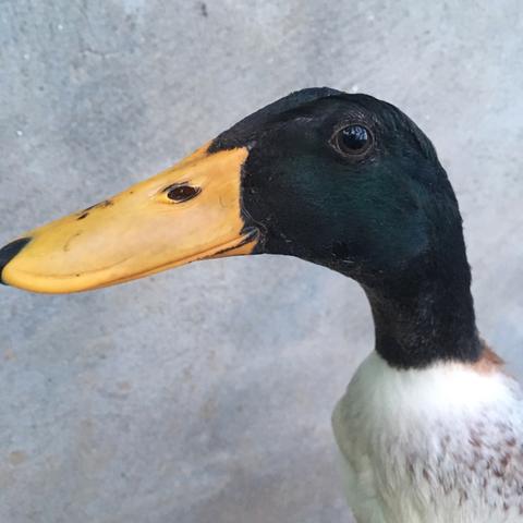 是你的骄傲,是自己的英雄卷毛毛不卷鸭子可以当宠物吗?