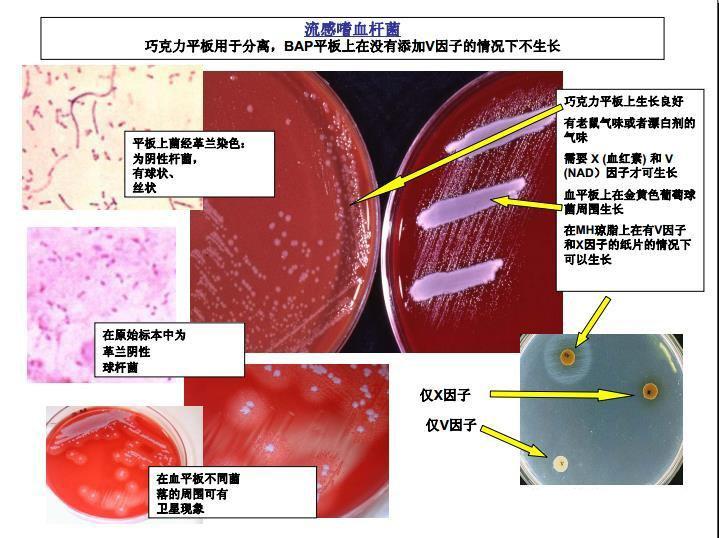 銅綠假單胞菌8. 糞便中細菌(腸道糞便菌)鑑定流程圖7.