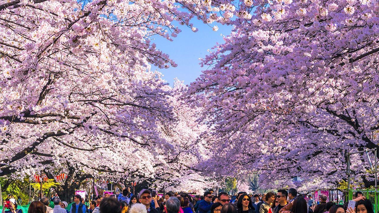 一年四季的特殊节日 日本人是怎么过的 知乎