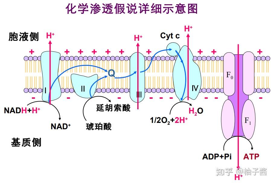 讲一讲氧化磷酸化和底物水平磷酸化,以及他们的区别? - 知乎