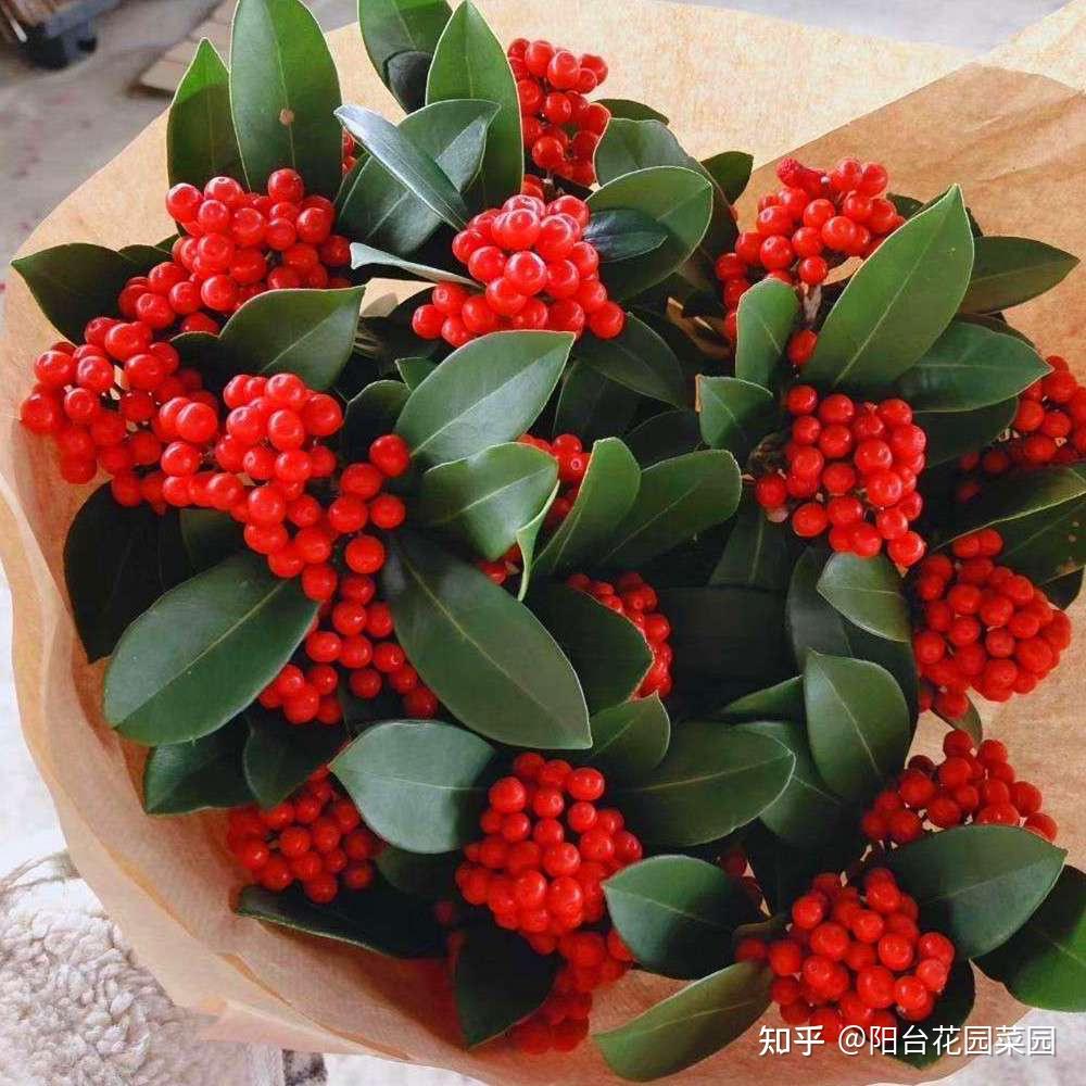 8种“昂贵花”,工薪族“舍不得”买,但是太好看,有钱要买个遍-比较贵的花材是什么花