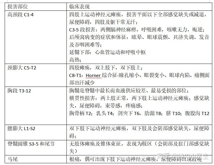 脊髓节段对应关系表图片