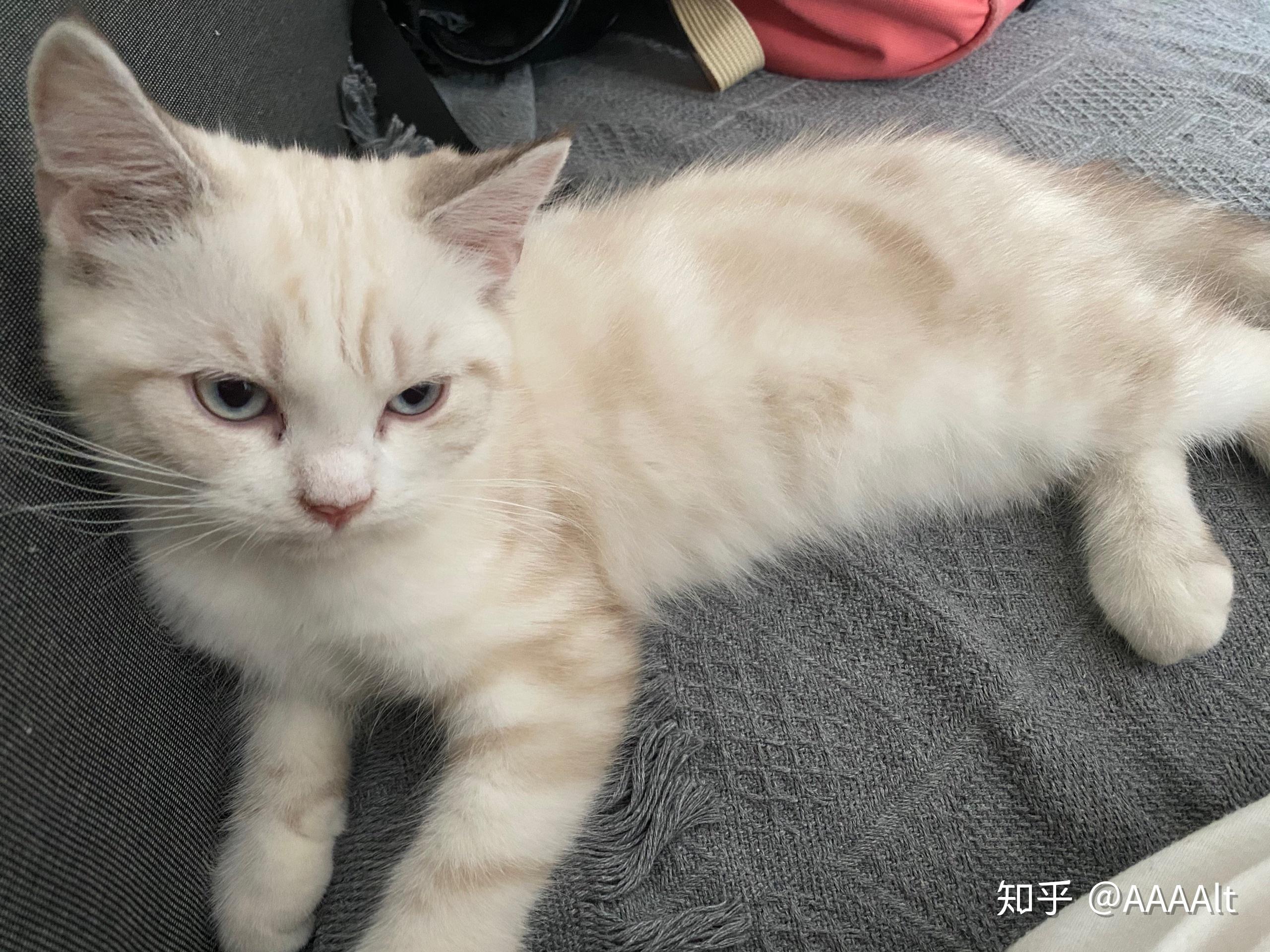 布偶串美短孩子长大啥样呢