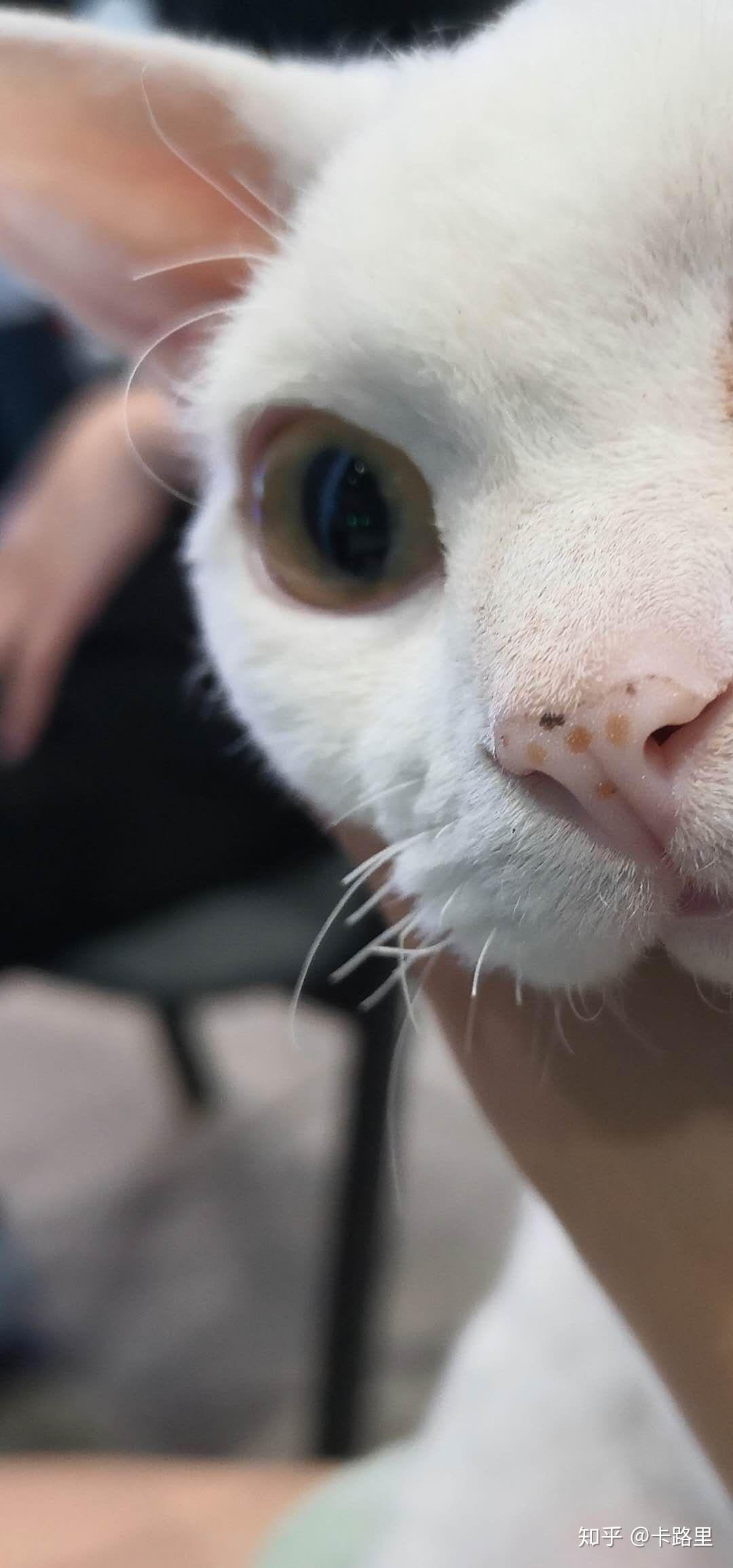猫鼻子长了黑色和黄色色的斑点怎么办?
