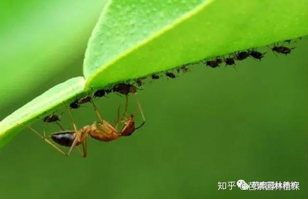 大自然总是那么神奇 有蚜虫的地方就有蚂蚁的存在 为什么 知乎