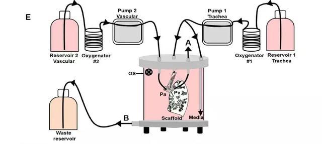 终于成功了science子刊人工肺成功移植入大型动物体内