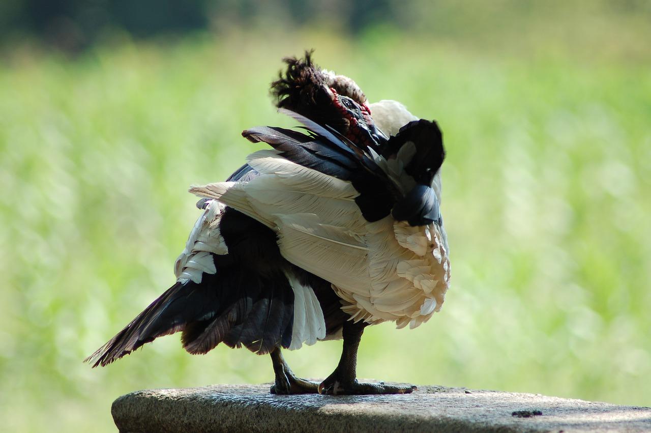 2. 二翅豆装修风格