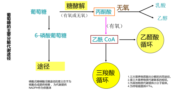 emp途径,是将葡萄糖和糖原降解为丙酮酸并伴随着atp生成的一系列反应