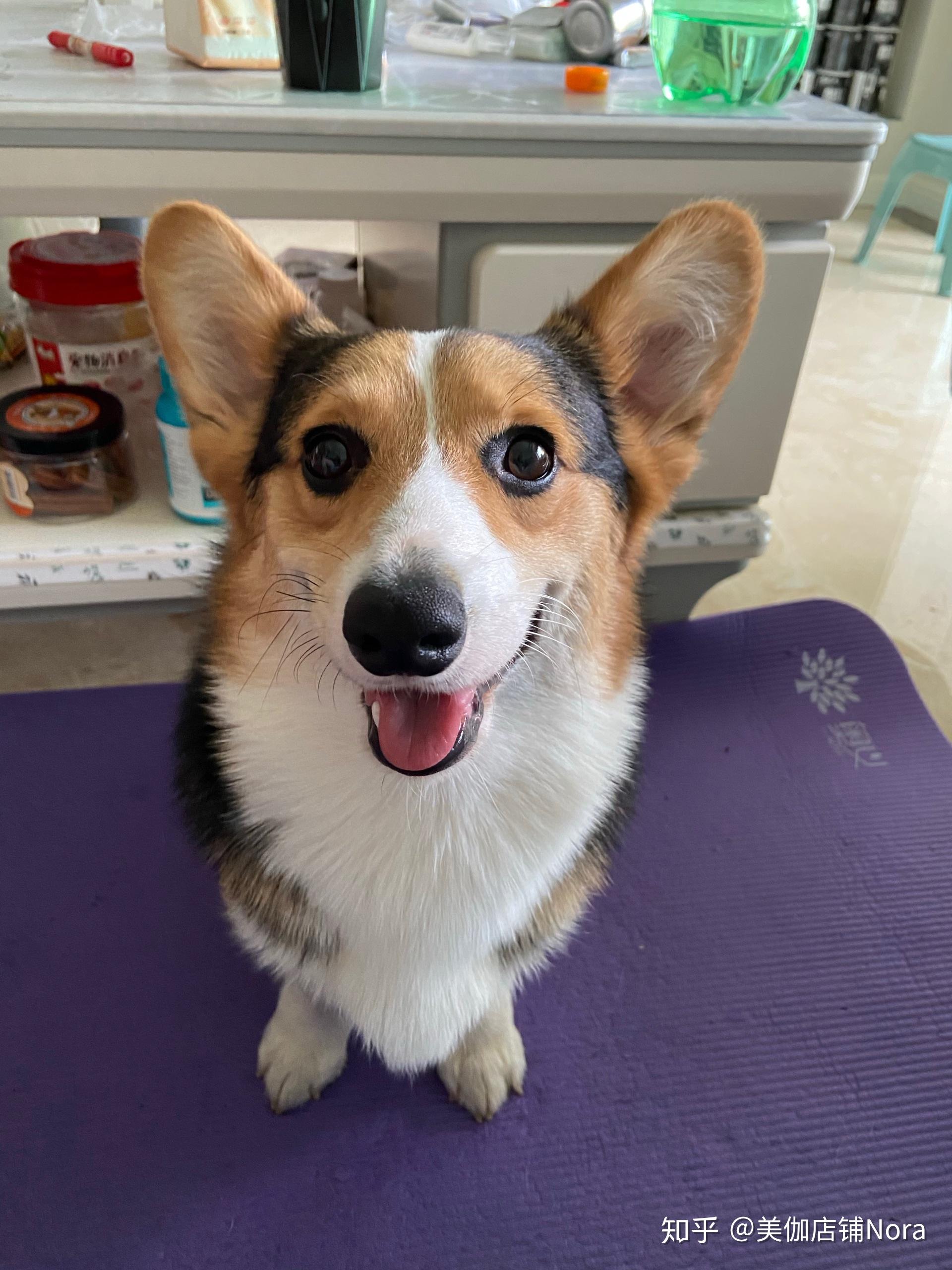 三色柯基耳朵尖是不是串串啊?脸也特别尖.四个月大? - 知乎