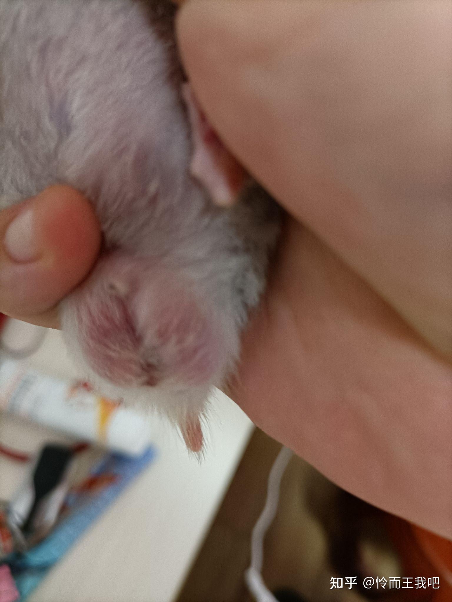 这金丝熊是公的母的