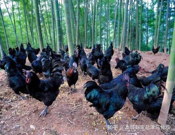 中国公认的五大乌鸡排行 - 知乎