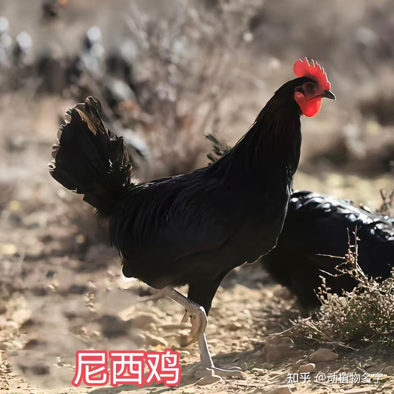 98图带你走进家鸡的世界,家鸡大全第二篇 - 知乎