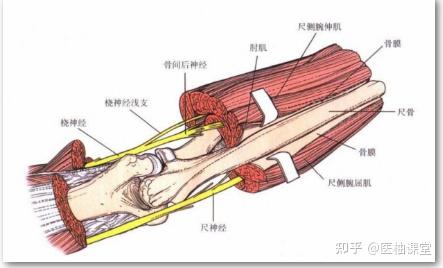 前臂的所有手术入路以尺骨的显露最简单,可以显露其全长.