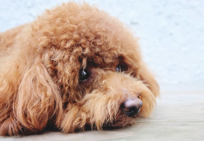 泰迪狗拉水样便的原因 知乎