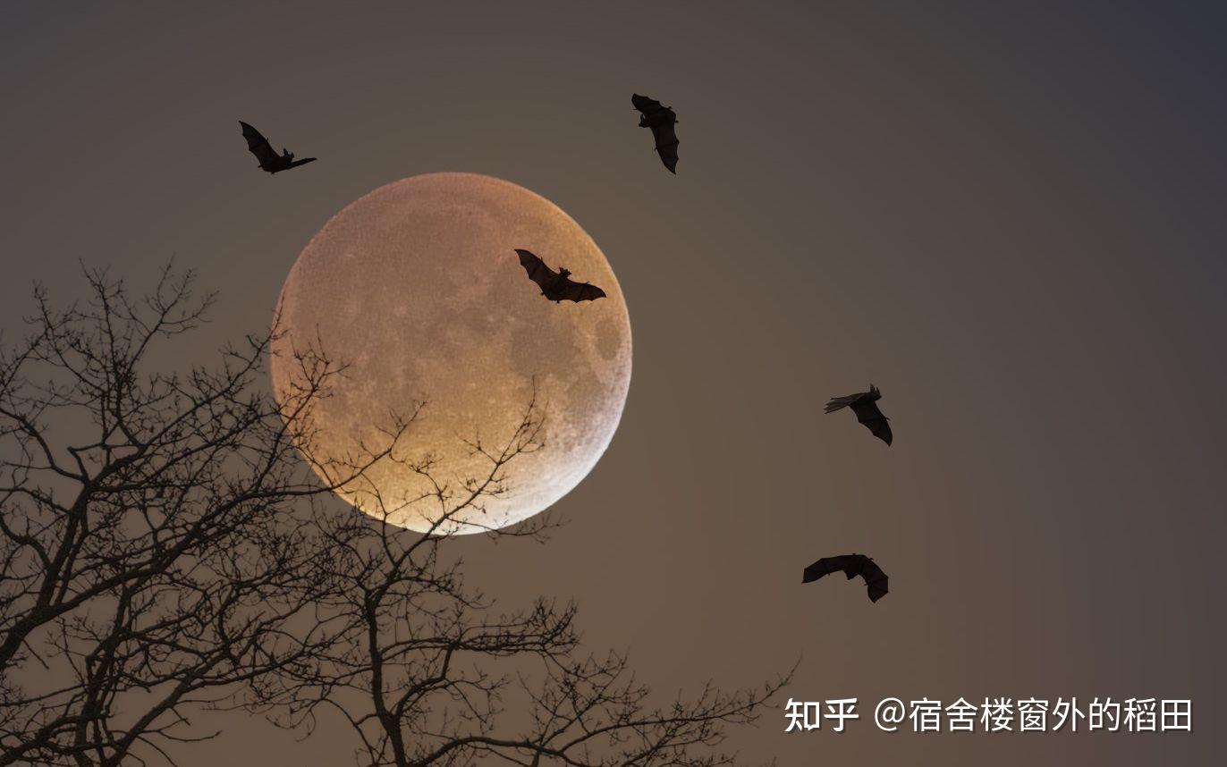 脊椎动物的演化史（2） - 知乎