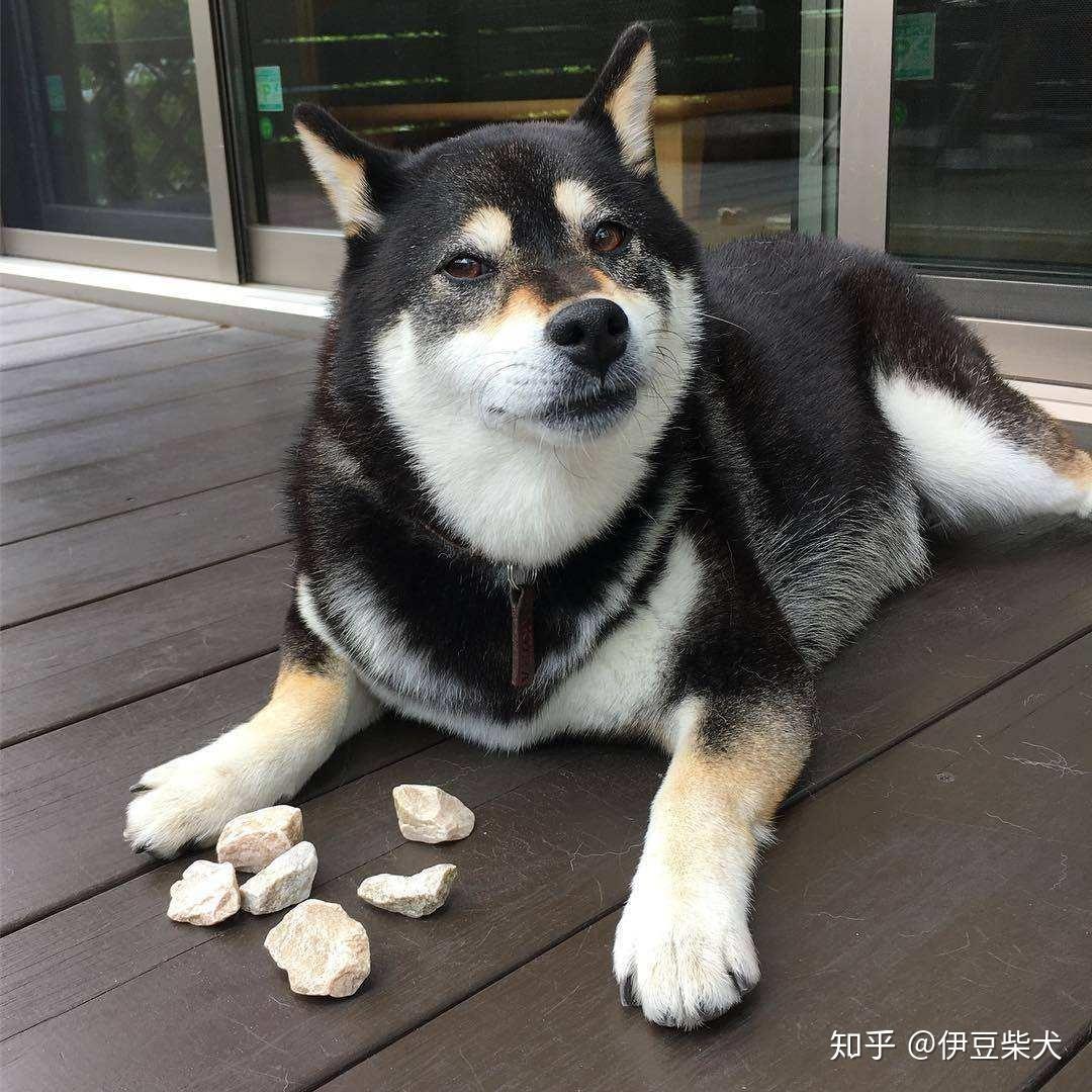 柴犬是一种适合家庭饲养的犬种,一般看到的柴犬都是赤柴,但现在黑柴却