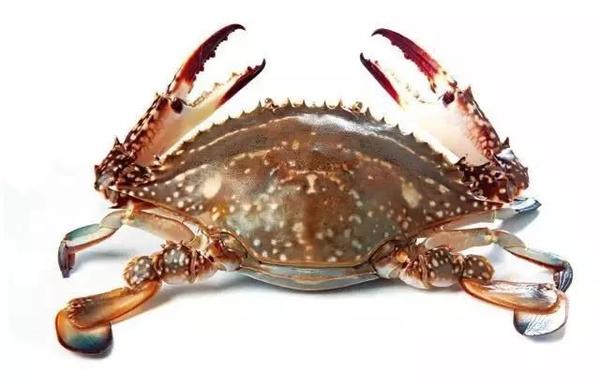 可能是因为常运动的缘故,它们还特别的好吃~」 这种会游泳的螃蟹就是