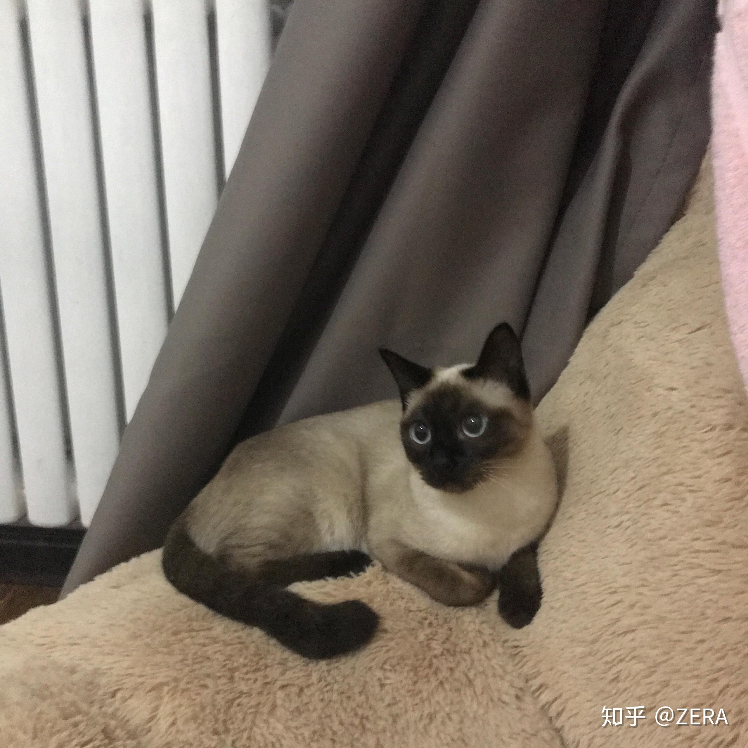 折尾暹罗是好是坏是怎么形成的