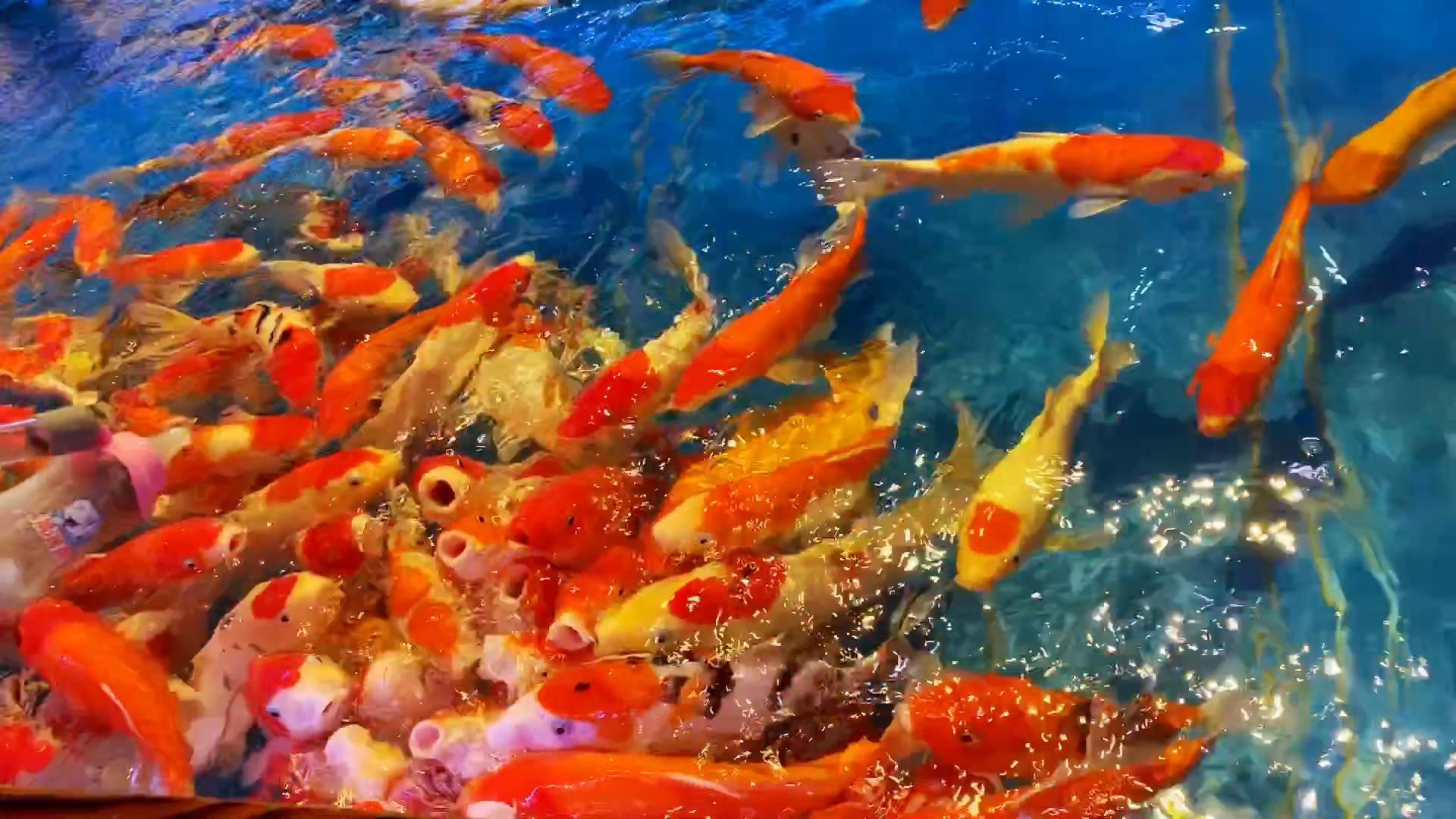 用画笔捕捉这只锦鲤,召唤好运气!