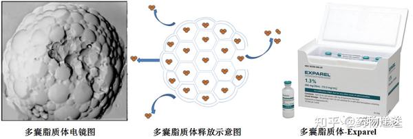 药物递送（一）——脂质体技术 - 知乎