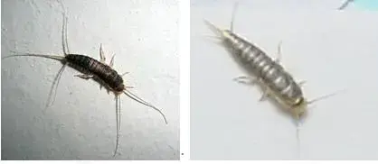 3 家庭常见害虫 知乎 3 家庭常见害虫 知乎