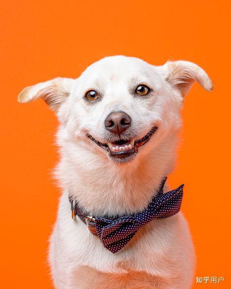 狗狗笑起来的壁纸有吗跪求谢谢了