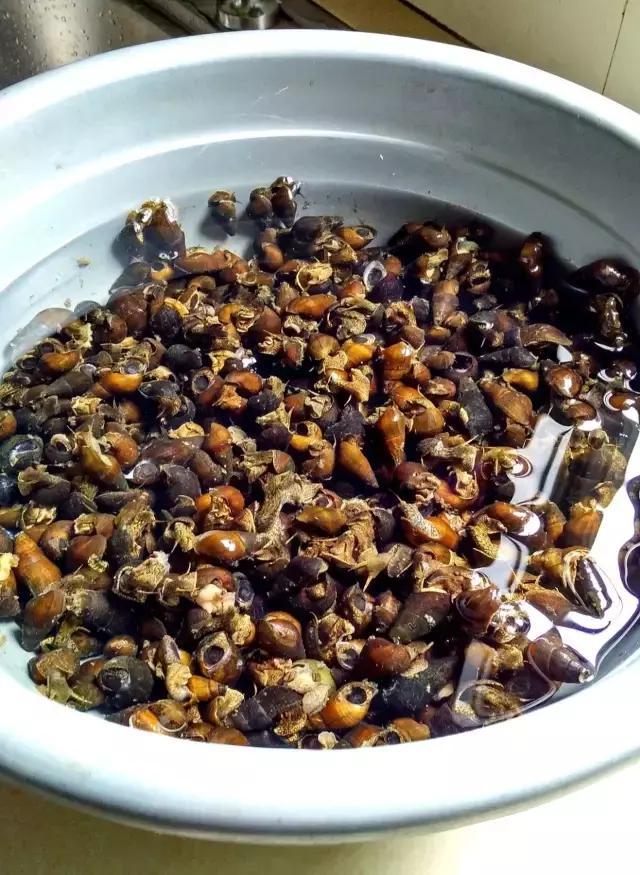 汕尾人的最爱嘬坑螺